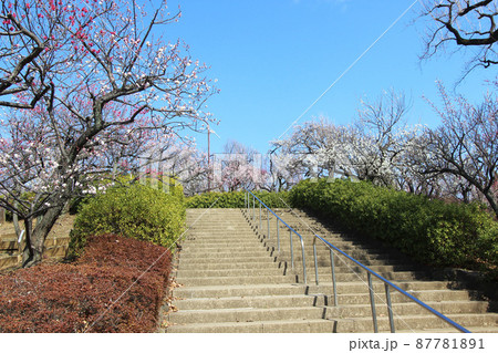 羽根木公園の梅 87781891
