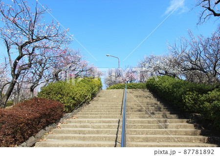 羽根木公園の梅 87781892