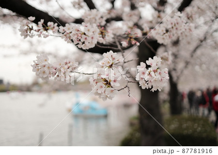 上野不忍池の桜風景 上野不忍池の桜風景 87781916