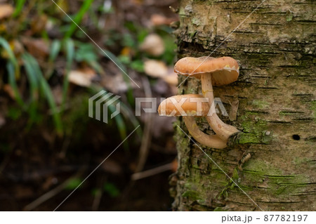 Mushrooms honey agarics grow on the ground, in the grass in the forest, Russia. 87782197