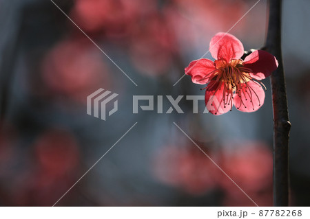 梅の花(玉光枝垂) 梅の花(玉光枝垂) 87782268