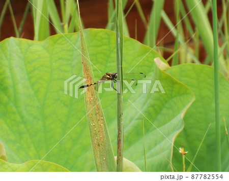 水辺のシオカラトンボ 87782554