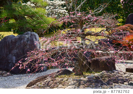 梅の名園 梅の名園 87782702