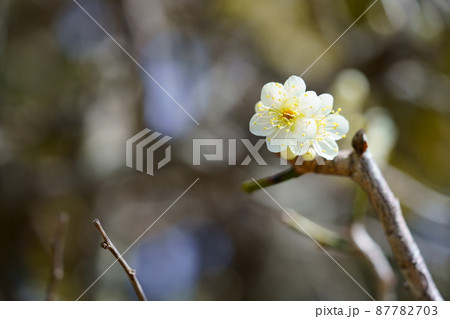 清楚な白梅の開花 87782703