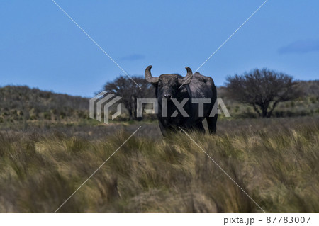Water buffalo, Bubalus bubalis, species introduced in Argentina, La Pampa province, Patagonia. Water buffalo, Bubalus bubalis, species introduced in Argentina, La Pampa province, Patagonia. 87783007