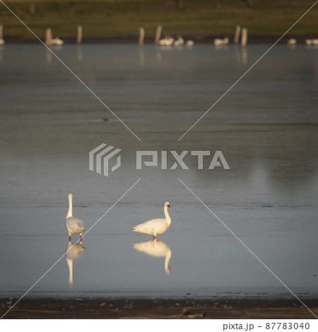 Coscoroba swans in lagoon envirinment, La Pampa Province, Patagonia, Argentina. 87783040