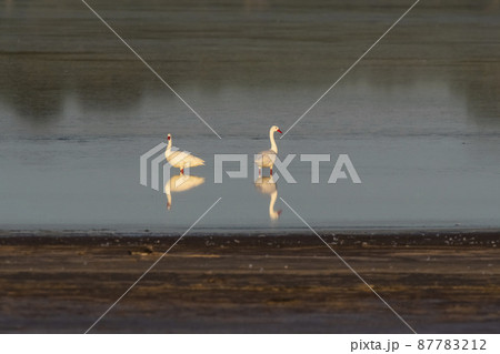 Coscoroba swans in lagoon envirinment, La Pampa Province, Patagonia, Argentina. 87783212