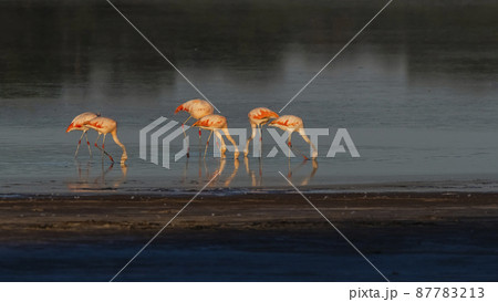 Flamingos rest in a salty lagoon, La Pampa Province,Patagonia, Argentina. 87783213