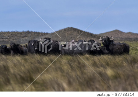 Water buffalo, Bubalus bubalis, species introduced in Argentina, La Pampa province, Patagonia. 87783214
