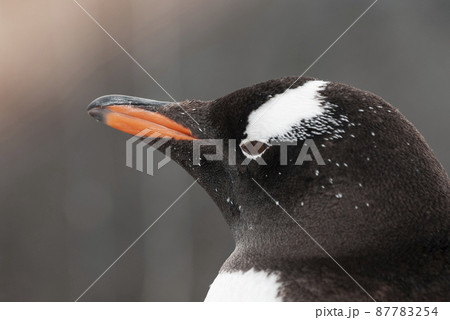 Gentoo Penguin, Pygoscelis papua, Antartica. 87783254
