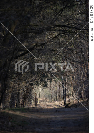 Mystical dark autumn forest with trail in blue fog. Landscape with enchanted trees with orange Mystical dark autumn forest with trail in blue fog. Landscape with enchanted trees with orange 87783309
