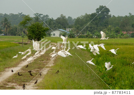 Egret birds fly across green paddy 87783411