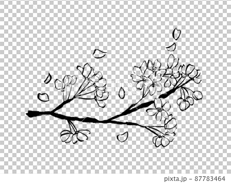 Cherry blossom branches drawn with a brush pen 87783464