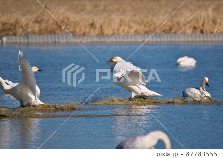 白鳥が飛来する湖 87783555