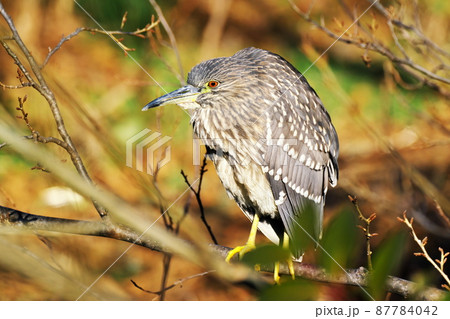 ゴイサギの幼鳥 87784042