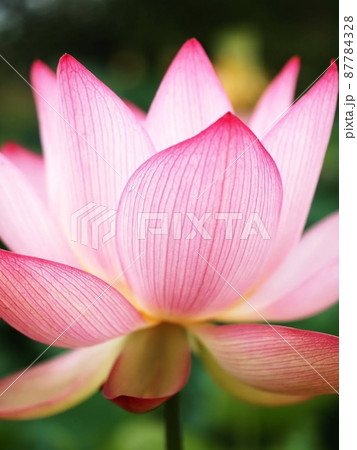 蓮の花びら 87784328