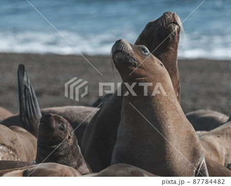 Sea Lion , Patagonia , Argentina Sea Lion , Patagonia , Argentina 87784482