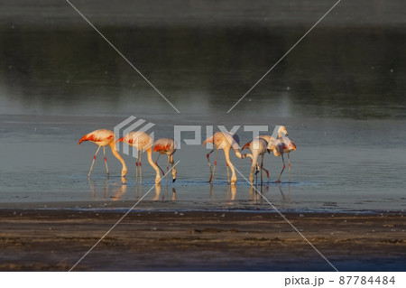 Flamingos rest in a salty lagoon, La Pampa Province,Patagonia, Argentina. Flamingos rest in a salty lagoon, La Pampa Province,Patagonia, Argentina. 87784484