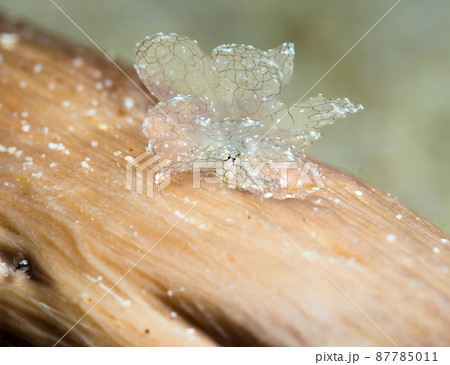 アミメウロコウミウシ アミメウロコウミウシ 87785011