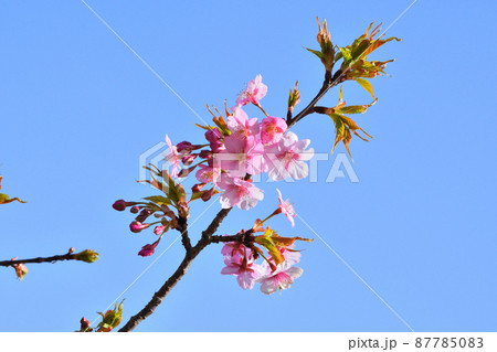 桜、河津桜 87785083