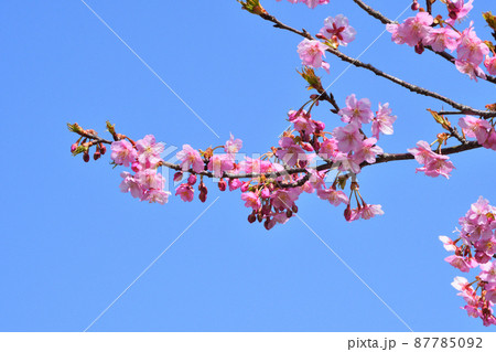 桜、河津桜 87785092