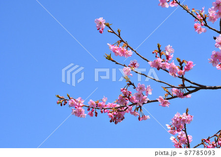 桜、河津桜 87785093