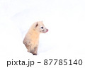 冬のエゾクロテン 87785140