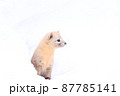 冬のエゾクロテン 87785141