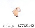 冬のエゾクロテン 87785142