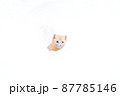 冬のエゾクロテン 87785146