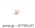 冬のエゾクロテン 87785147