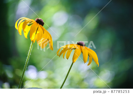 Yellow sunlit chamomile flowers blooming on summer flowerbed in green sunny garden 87785253