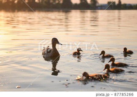 Wild duck family of mother bird and her chicks swimming on lake water at bright sunset. Birdwatching concept 87785266
