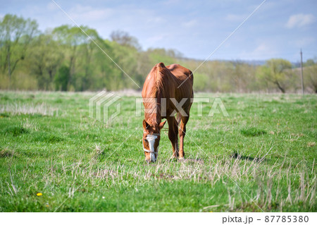Thin chestnut horse eating grass while grazing on farm grassland pasture Thin chestnut horse eating grass while grazing on farm grassland pasture 87785380