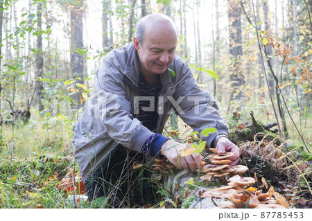 Mushrooms honey agarics grow on the ground, in the grass in the forest, Russia. Mushrooms honey agarics grow on the ground, in the grass in the forest, Russia. 87785453