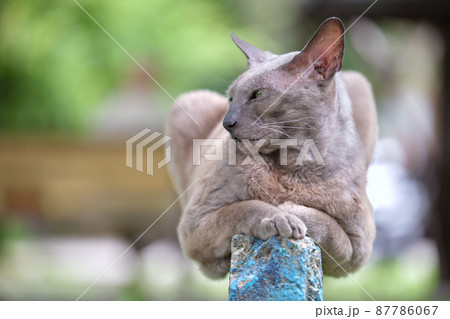 Big gray angry looking Sphinx breed stray cat resting on steet outdoors in summer 87786067