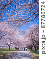 満開の桜並木と青空 87786724