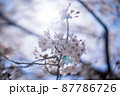太陽を浴びる満開のソメイヨシノとフレア 87786726
