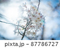 太陽を浴びる満開のソメイヨシノとゴースト 87786727