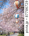 河川敷に咲く桜並木と提燈 87786729