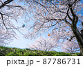 河川敷に咲く桜並木と提燈 87786731
