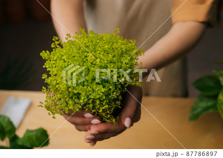 Close-up high-angle view of unrecognizable female florist in apron holding in hands pot with Soleirolia plant standing in floral shop, selective focus. Woman gardener posing with houseplants at home. Close-up high-angle view of unrecognizable female florist in apron holding in hands pot with Soleirolia plant standing in floral shop, selective focus. Woman gardener posing with houseplants at home. 87786897