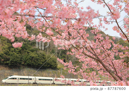 惜別　満開の河津桜に包まれて、最後の春を行くロマンスカーVSE　箱根湯本 87787600