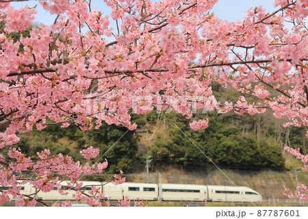 惜別! 満開の河津桜に包まれて最後の春を行く小田急ロマンスカーVSE 箱根湯本 惜別! 満開の河津桜に包まれて最後の春を行く小田急ロマンスカーVSE 箱根湯本 87787601