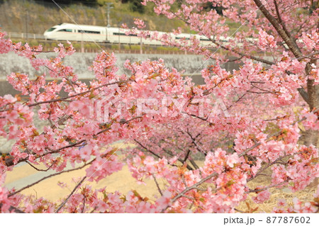 惜別！　満開の河津桜に包まれて最後の春を行く小田急ロマンスカーVSE　箱根湯本 87787602