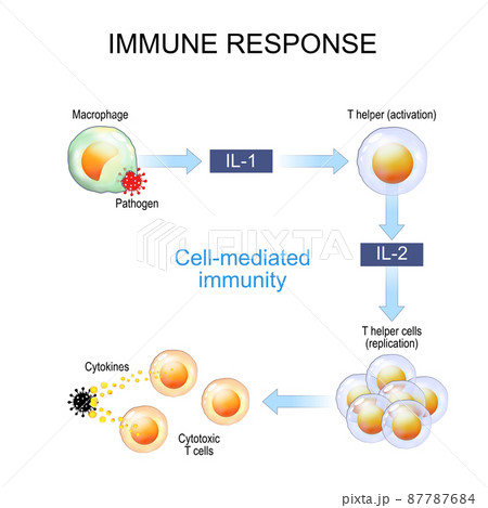 immune response and Antigen presentation. Cell-mediated immunity is an immune response that does not involve antibodies. T-cell Activation 87787684