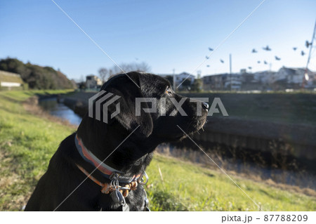 空を飛ぶ鳥を見つめる犬 87788209