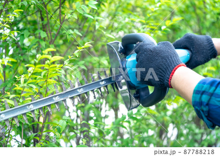 Gardener holding electric hedge trimmer to cut the treetop in garden. 87788218