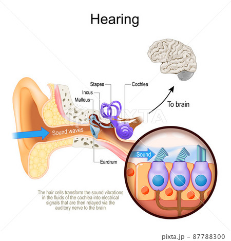Hearing. Cross section of human's ear with Cochlea. Close-up of hair cells that transform the sound vibrations in the fluids of the cochlea into electrical signals 87788300