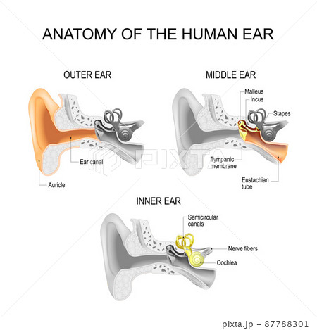 Ear anatomy. Cross section of External (outer), middle, and Inner ear opened. Close-up of human ear structure. 87788301